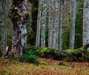 Preview wallpaper forest, trees, birch, moss