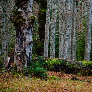 Preview wallpaper forest, trees, birch, moss