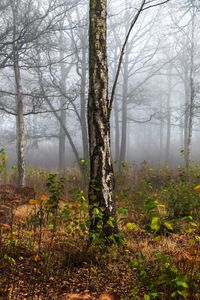 Preview wallpaper forest, trees, birch, fog