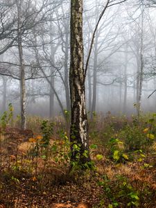 Preview wallpaper forest, trees, birch, fog