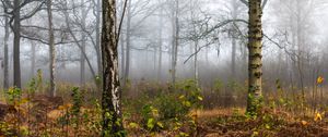 Preview wallpaper forest, trees, birch, fog