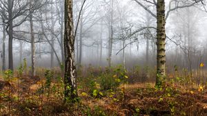 Preview wallpaper forest, trees, birch, fog