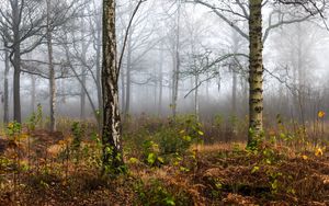 Preview wallpaper forest, trees, birch, fog