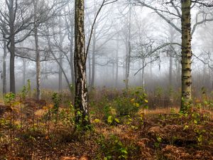 Preview wallpaper forest, trees, birch, fog