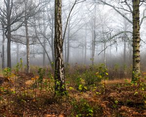 Preview wallpaper forest, trees, birch, fog