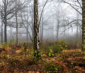 Preview wallpaper forest, trees, birch, fog