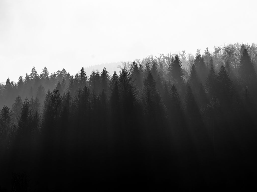 Download wallpaper 1024x768 forest, trees, light, black and white ...