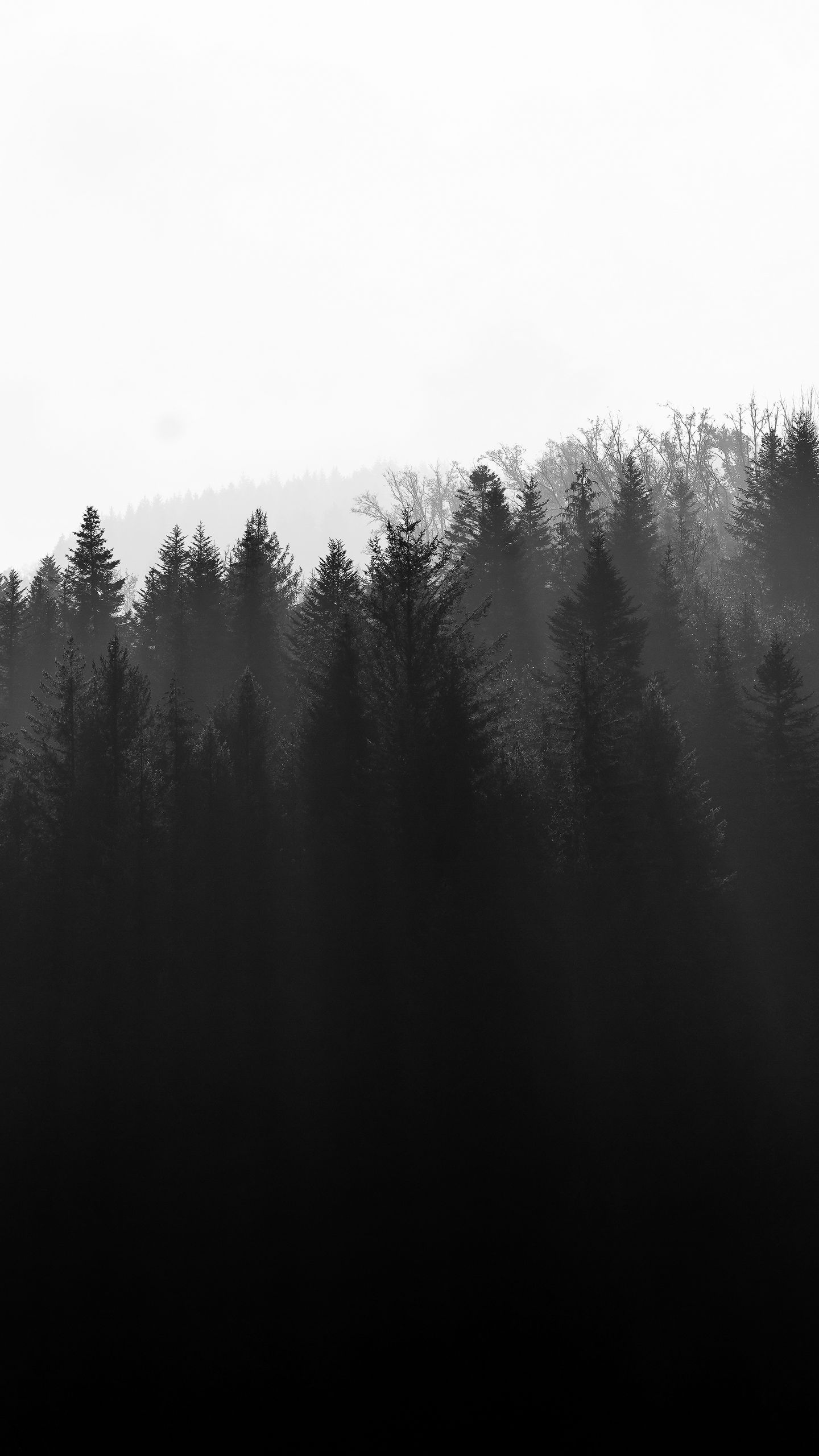 Download wallpaper 1440x2560 forest, trees, light, black and white qhd