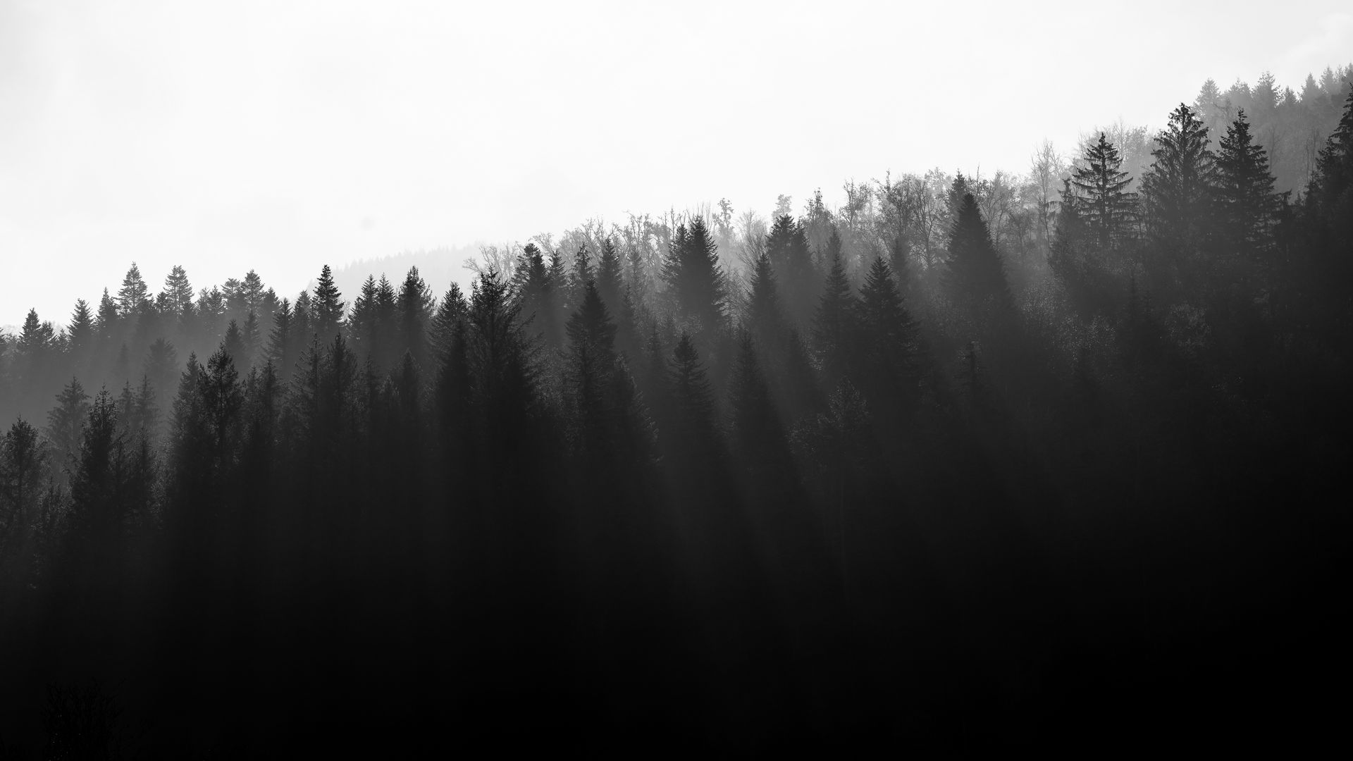 Download wallpaper 1920x1080 forest, trees, light, black and white full ...