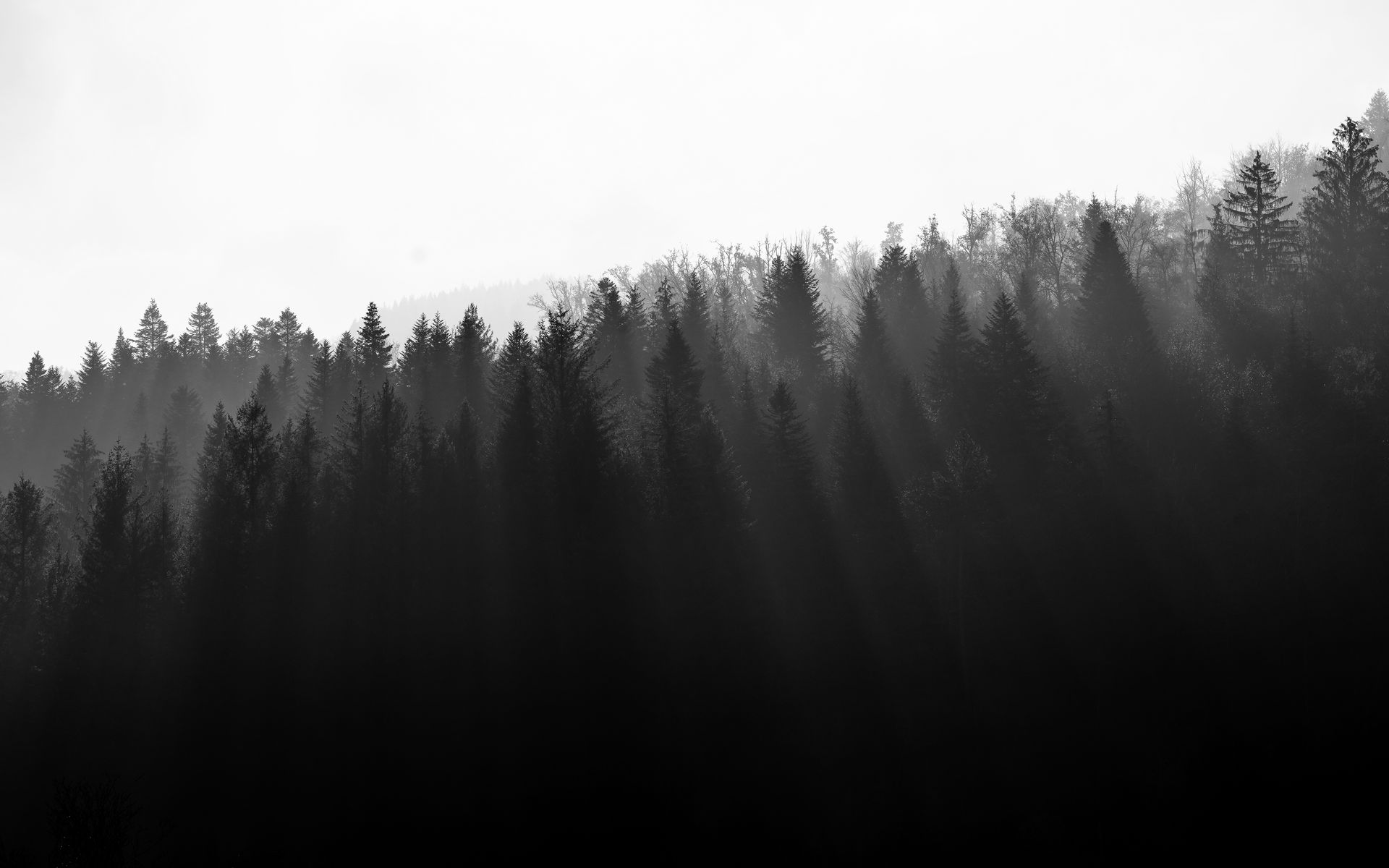 Download wallpaper 1920x1200 forest, trees, light, black and white