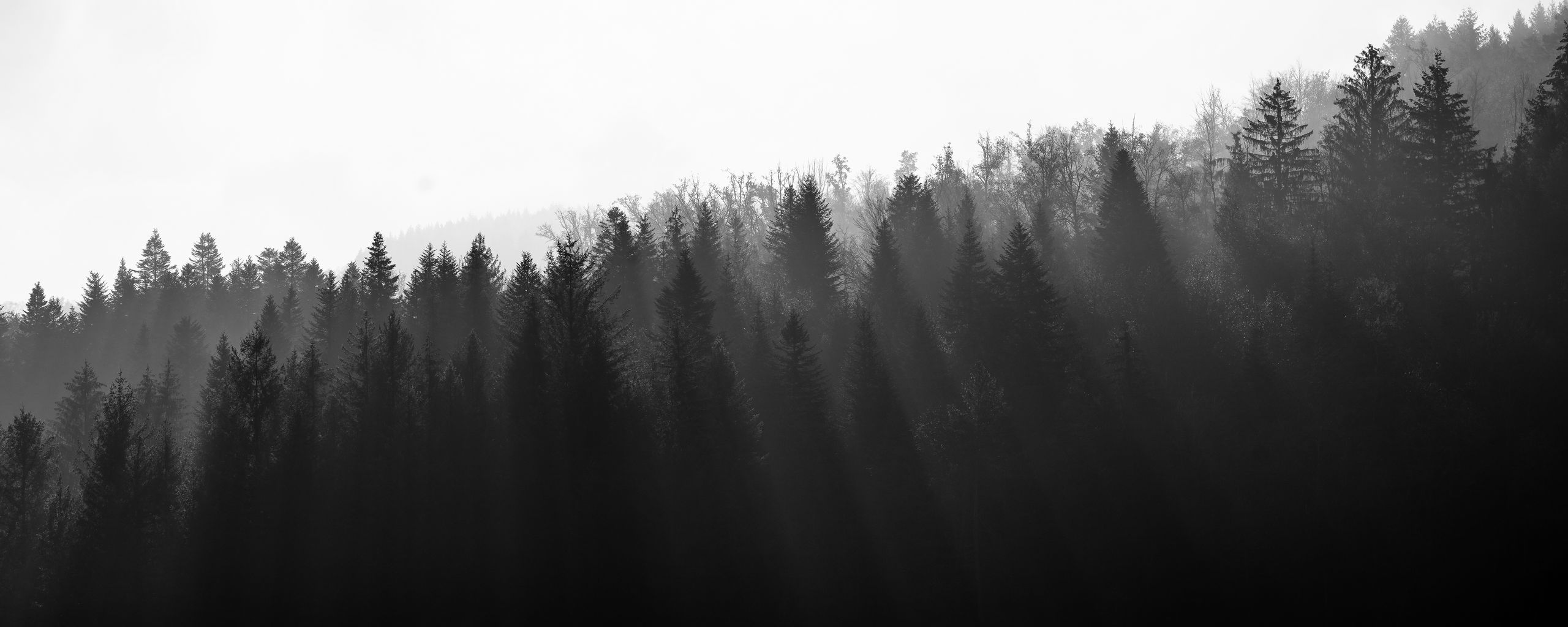 Download wallpaper 2560x1024 forest, trees, light, black and white ...