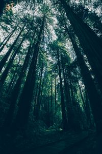 Preview wallpaper forest, trees, bottom view, shadows