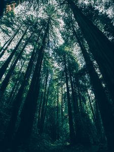 Preview wallpaper forest, trees, bottom view, shadows