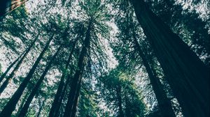 Preview wallpaper forest, trees, bottom view, shadows