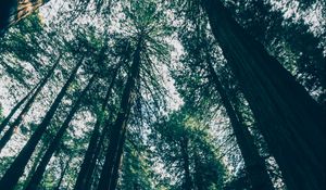 Preview wallpaper forest, trees, bottom view, shadows