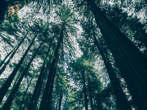 Preview wallpaper forest, trees, bottom view, shadows