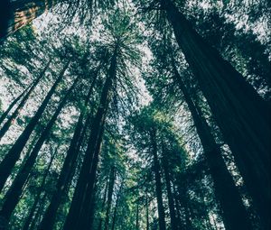 Preview wallpaper forest, trees, bottom view, shadows