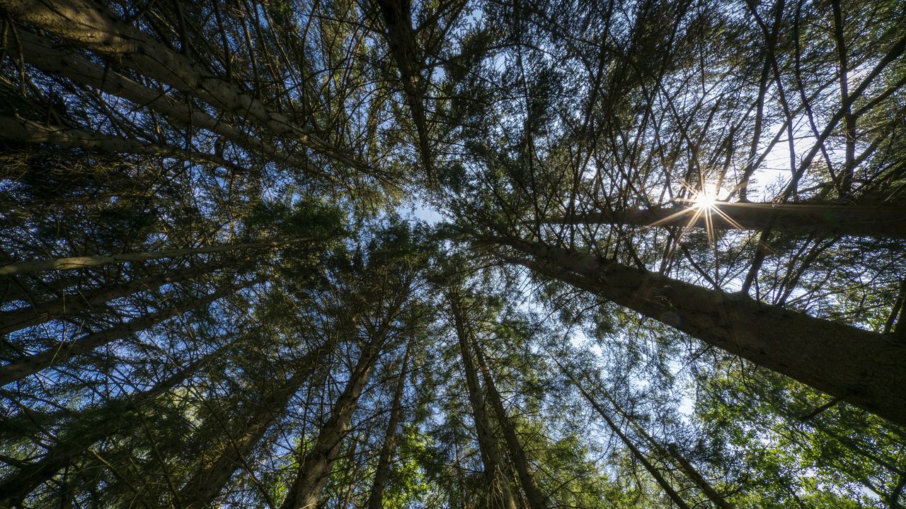 Wallpaper forest, trees, bottom view, sky, nature