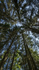 Preview wallpaper forest, trees, bottom view, sky, nature