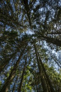 Preview wallpaper forest, trees, bottom view, sky, nature