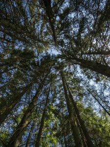 Preview wallpaper forest, trees, bottom view, sky, nature