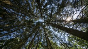 Preview wallpaper forest, trees, bottom view, sky, nature