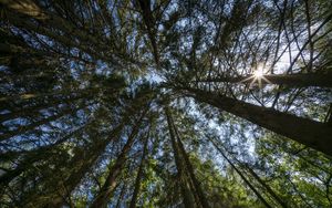 Preview wallpaper forest, trees, bottom view, sky, nature