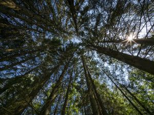 Preview wallpaper forest, trees, bottom view, sky, nature