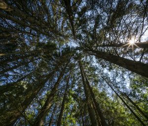 Preview wallpaper forest, trees, bottom view, sky, nature