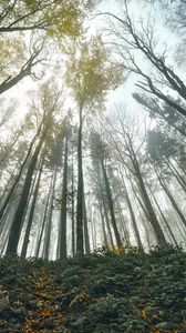 Preview wallpaper forest, trees, bottom view, landscape, nature