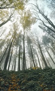 Preview wallpaper forest, trees, bottom view, landscape, nature