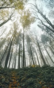 Preview wallpaper forest, trees, bottom view, landscape, nature