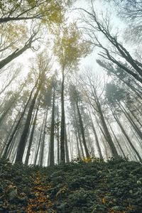 Preview wallpaper forest, trees, bottom view, landscape, nature