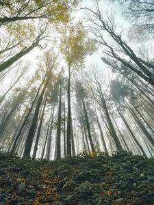 Preview wallpaper forest, trees, bottom view, landscape, nature