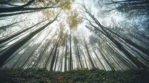 Preview wallpaper forest, trees, bottom view, landscape, nature