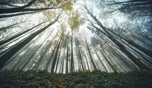 Preview wallpaper forest, trees, bottom view, landscape, nature