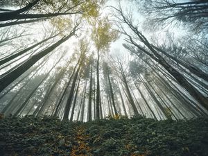 Preview wallpaper forest, trees, bottom view, landscape, nature