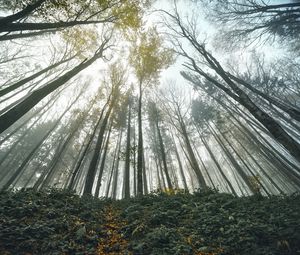 Preview wallpaper forest, trees, bottom view, landscape, nature