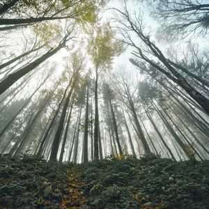 Preview wallpaper forest, trees, bottom view, landscape, nature