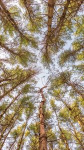 Preview wallpaper forest, trees, bottom view, nature
