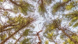Preview wallpaper forest, trees, bottom view, nature