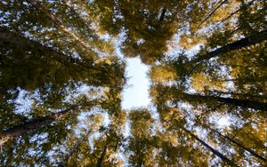 Preview wallpaper forest, trees, bottom view