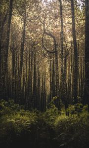 Preview wallpaper forest, trees, branches, vegetation, green