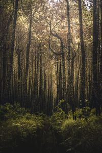 Preview wallpaper forest, trees, branches, vegetation, green