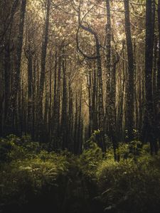 Preview wallpaper forest, trees, branches, vegetation, green