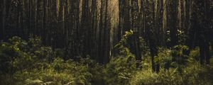 Preview wallpaper forest, trees, branches, vegetation, green
