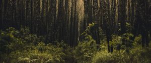 Preview wallpaper forest, trees, branches, vegetation, green