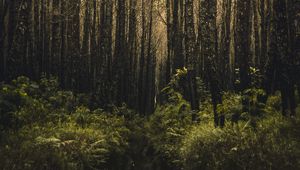 Preview wallpaper forest, trees, branches, vegetation, green