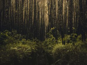 Preview wallpaper forest, trees, branches, vegetation, green