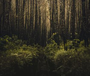 Preview wallpaper forest, trees, branches, vegetation, green